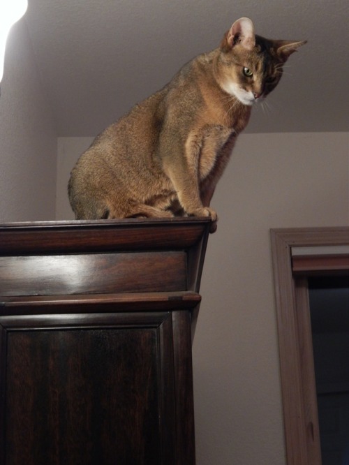 naturelvr69likes:theabyssiniancat:Cat GargoylesPracticing on bookcases near you.  It’s a thing.@most