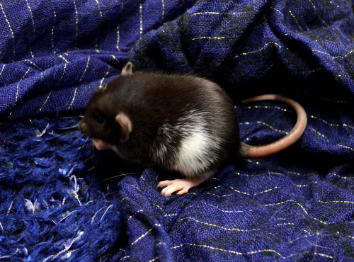 Some babies from a current Silvermane litter :) Painfully cute and only three weeks old!Silvermane F