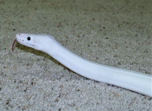 i-m-snek:Bloop!