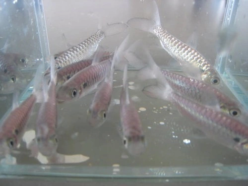 babby-kitty:  I love these *_* and white angel fish 