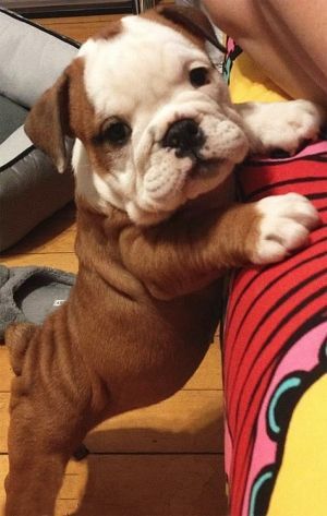 cutepuppiesandstuff:  www.BuyingAPuppy.com If you don’t #adopt, at least buy smart!