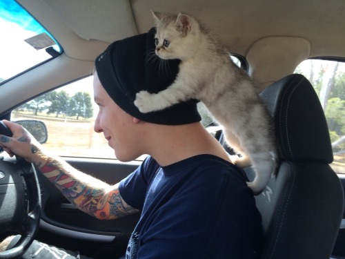 animalsdancing:I think the kitten likes Ben also can people help me with names?!