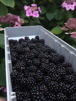 holynature:  we picked blackberries yesterday