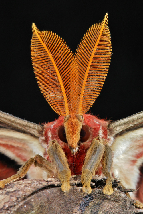 Porn photo silverhawk:moth friend board