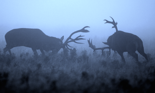 stereoscape:  nubbsgalore:  late autumn, early morning in england’s richmond park. photos by dan kitwood and mark bridger (previously featured)  @reshopgoufa 