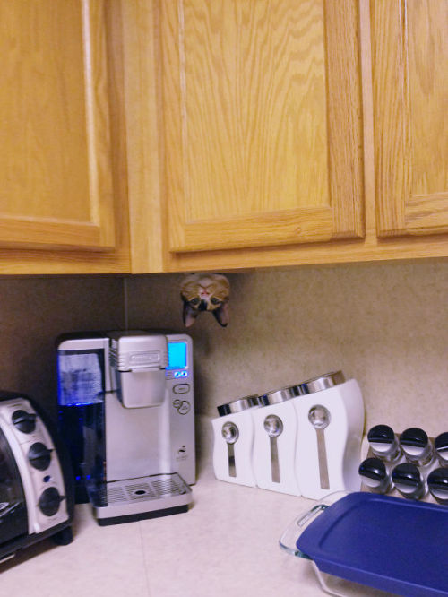 awesome-picz:  Ninja Cats That Have Mastered The Ancient Art Of Ninjutsu