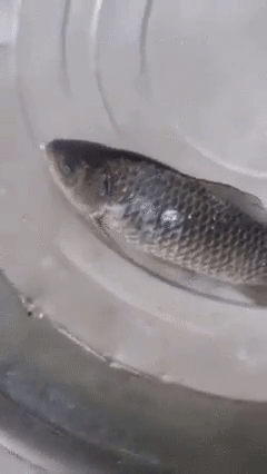 queen-laserbeam:  sixpenceee:   This viral video, shared on the Fishing and Boat