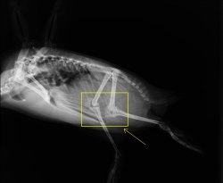 So, Penguins have knees that are inside their