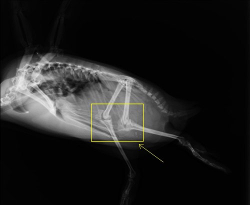 So, Penguins have knees that are inside their bodies… 