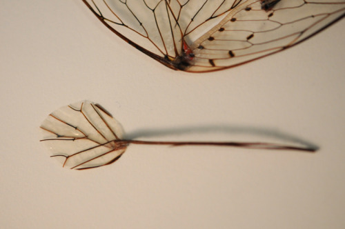 carriannebullard: Object Cicada wings, legs