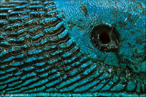 emerald-of-the-eight:An examination of a Carpathian blue slug [Bielzia coerulans], found in Aggtelek