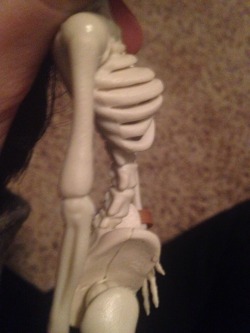 boobsdontworkthatway:  unfollower:  this doll has bone titties   Tonight’s update brought to you by: skeleboob!