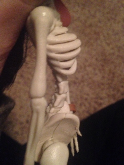 unfollower: this doll has bone titties