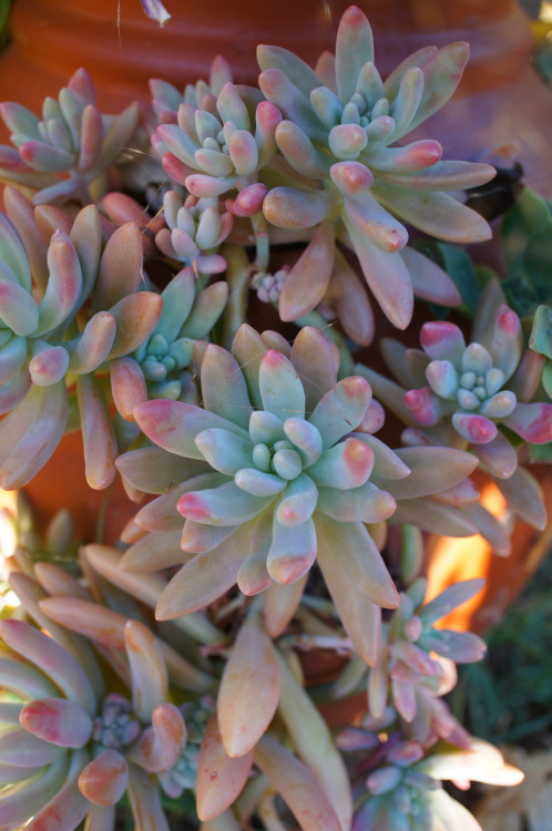 flora-file:
“Succulents in my garden - Nov 8 (by flora-file)
”