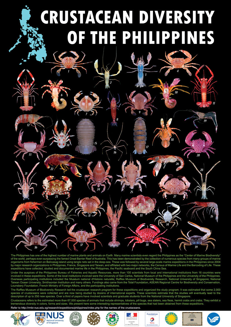 1. Parathranites granosus Crosnier, 2002 [Portunidae]
2. Microprosthema plumicorne (Richters ,1880) [Spongicolidae]
3. Spongicola andamanica Alcock ,1901 [Spongicolidae]
4. Thalamita sp. [Portunidae]
5. Metanephrops australiensis Bruce, 1966...