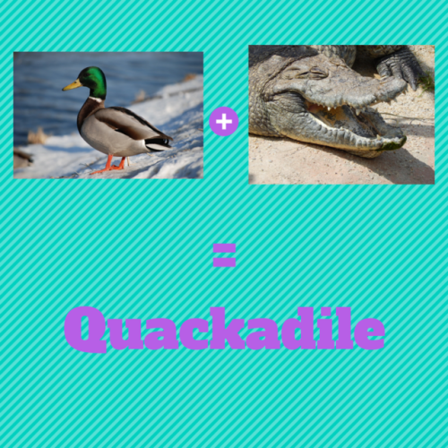 gossiplolly - What do you get if you cross a Duck with a...