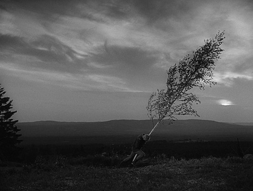 seijun-suzuki: The art of cinematographer Sven Nykvist.