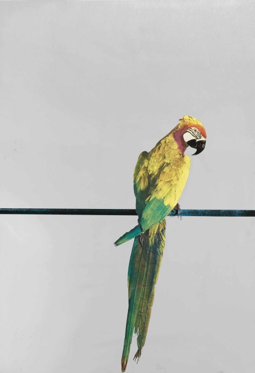 thunderstruck9:Michelangelo Pistoletto (Italian, b. 1933), Pappagallo [Parrot], 1971. Colour silkscreen on polished stainless steel, 100 x 69.6 cm. Number 47/50