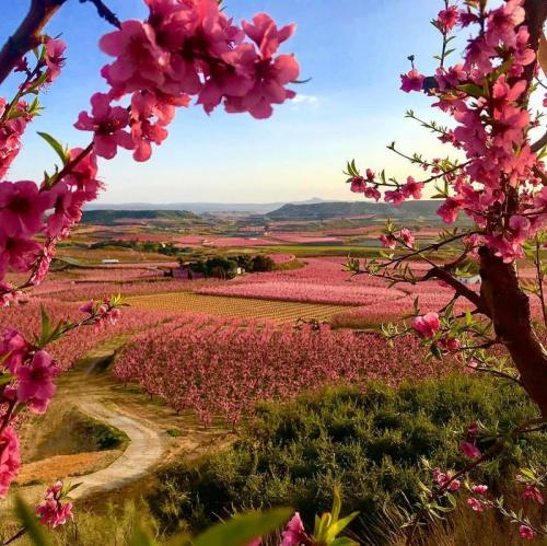 Peach trees in bloom in Aitona (Ponent, Catalonia).Photo by martaespax on Instagram.