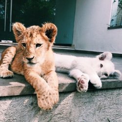 babyanimalgifs:  beautiful blog full of baby animals!