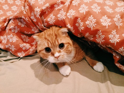 carldrogothecat:How Carl is dealing with the Melbourne weather