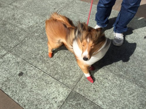 as-warm-as-choco:THIS DOG (春一番シリーズ )