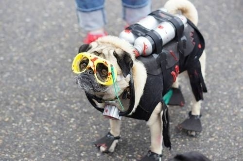 buzzfeed:  Pugs wearing costumes are always amazing. 