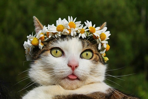 the-mediocre-life: rough-tweed-action: The fairest of them all. @mostlycatsmostly