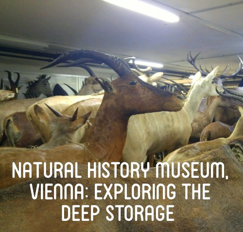 The Natural History Museum (NHM) in Vienna offer regular ‘behind-the-scenes’ tours to off-limits are