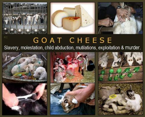 theveganmothership:Goat Dairy is NOT the humane alternative to Cow Dairy! Slavery, child abduction, 