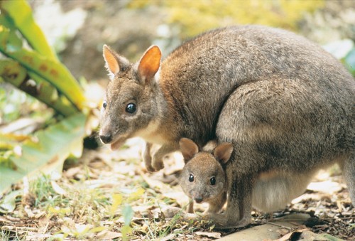 oceaniatropics:  a Pademelon mother and joey, O’Reilly’s rainforest, SE Queensland, Australia