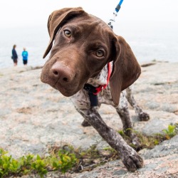 Thedogist:  Lily, German Shorthaired Pointer (3 M/O), Thunder Hole, Bar Harbor, Me