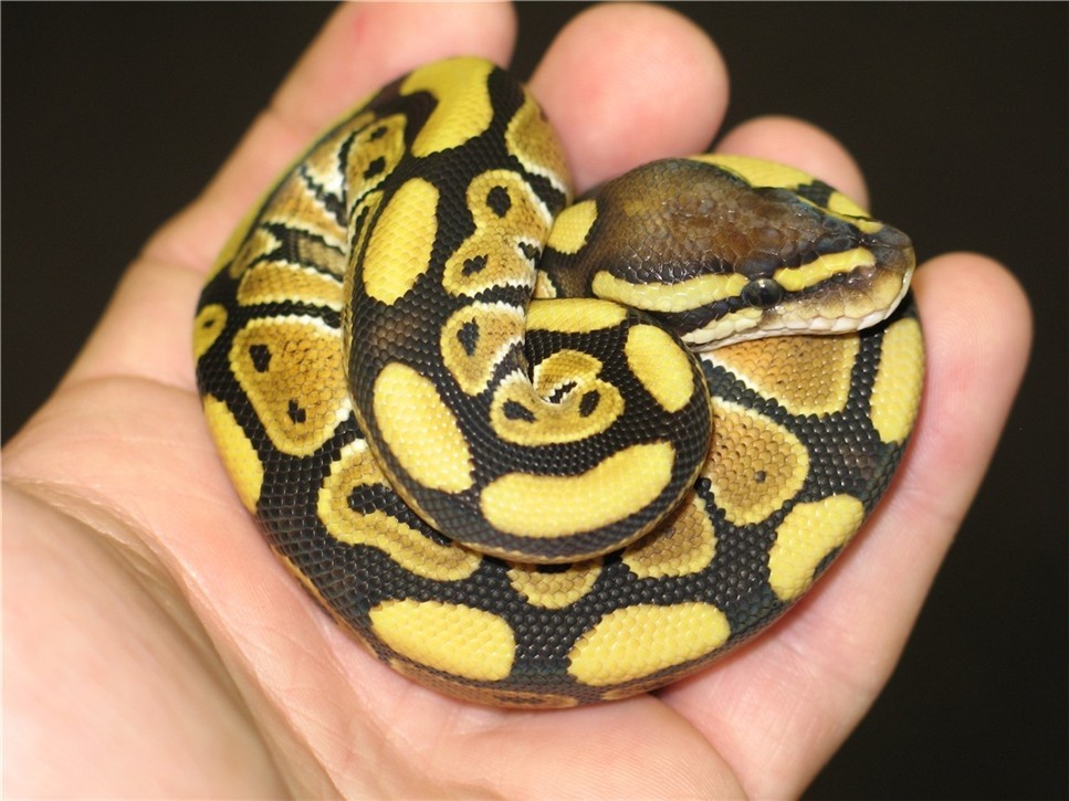 fuckyeahballpythons:  Het. Russo and Russo Leucistic by Vin Russo.  