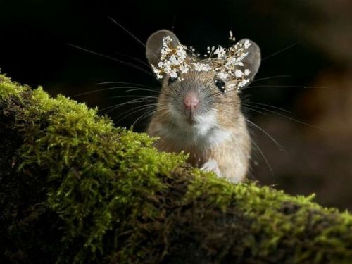 ainawgsd:Rodents With Flower Crowns