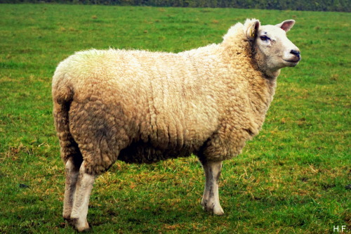 A Winter Woolly, South Yorkshire.