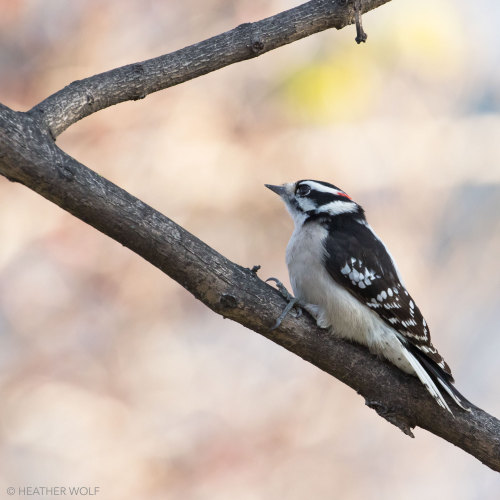 brooklynbridgebirds