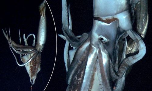 necesitotungsteno:  rhamphotheca:  Giant squid filmed in Pacific depths, Japan scientists report  by Shingo Ito Scientists and broadcasters said Monday they have captured footage of an elusive giant squid roaming the depths of the Pacific Ocean, showing