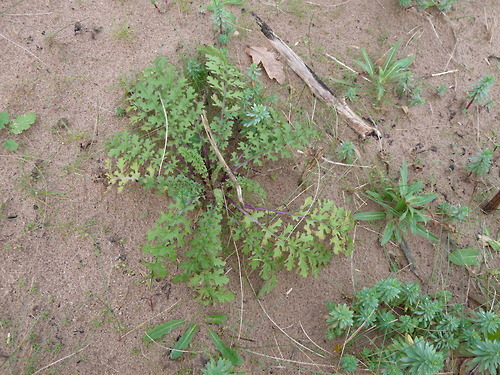 Senecio jacobaea, Ragwort
A plant that grows everywhere and if you don’t believe me have a look at the distribution map. You can see Ragwort in the waste ground of a city like Plymouth or as a weed of arable fields. Dwarf coastal plants with dense...