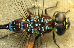 coolbugs:  Bug of the Day A big dragonfly that showed up at my porch light last August. Dave Small identified it as some kind of darner (Aeshna sp.), and based on the black s10 abdominal segment (hidden in this photo), probably a male black-tipped darner
