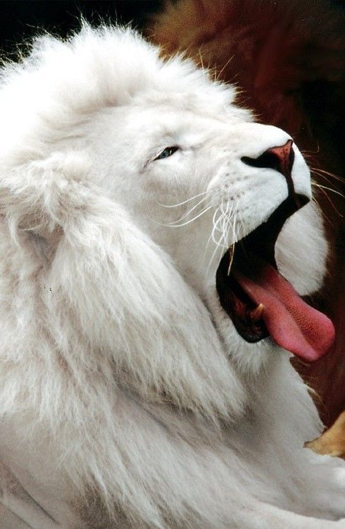 Amazing Animals