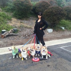 lolfactory:  Corgi Avengers?!☆ funny tumblr ☆ funny reblogs