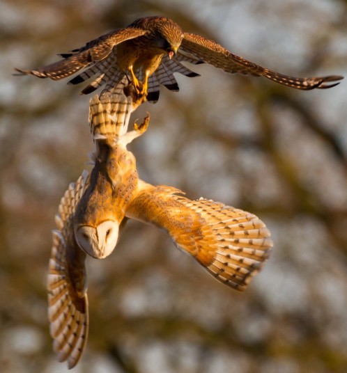 funnywildlife:  A barn owl and a kestrel fight over a field vole in midair. Police