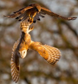 funnywildlife:  A barn owl and a kestrel fight over a field vole in midair. Police Constable Chris Armstrong of Thames Valley Police, was out bird-watching at Moor Green Lakes, Finchampstead on his day off when he witnessed the dramatic moment a kestrel