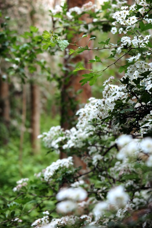 ambermaitrejean: romantic springtimebirds alight on blooming boughscomposing sonnets Photos and haik