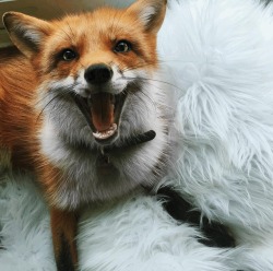 everythingfox:Foxes are such beautiful creatures