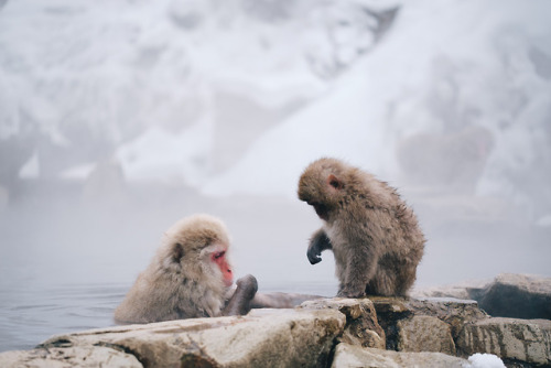 Porn Pics takashiyasui:Snow monkey