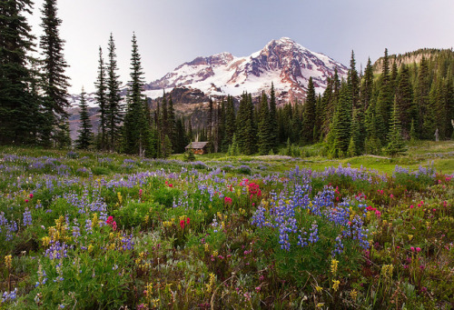 expressions-of-nature:by Patricia Thomas [ flickr ] [ instagram ] [ website ]