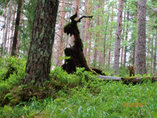 voiceofnature: A mossy fairytale from the Norwegian woods.