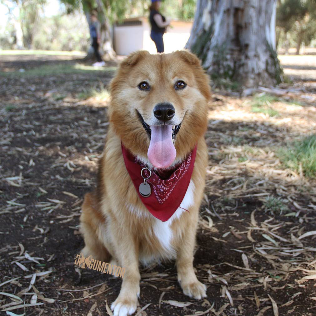 super mutt dog super mutt dog
