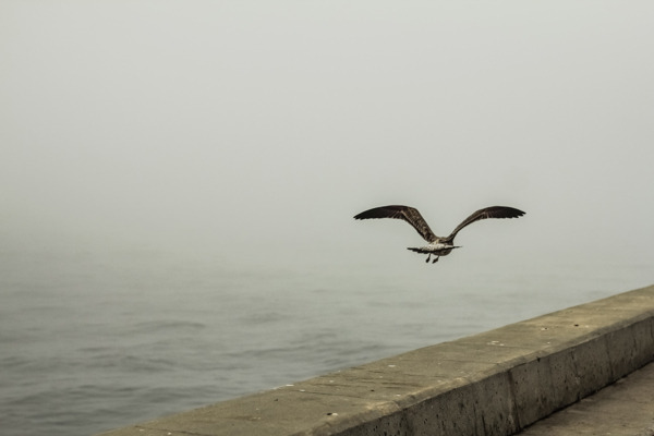 farewell-kingdom:  Álvaro Martino - when fog reaches lighthouse 